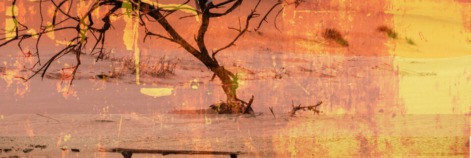 Knorrige Bäume in der Wüste - das Bild ist zweigeteilt, das obere ist "richtig" rum, das Untere horizontan gespiegelt (der Baum zeigt also nach unten). Semi-transparent ist ein Bild einer rostigen Wand drübergelegt, alles hat einen sehr ausgebleichten, orangenen sandigen Look.